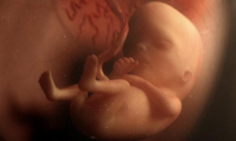 Этапы развития плода